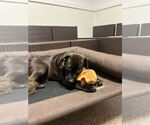 Small Labrador Retriever Mix