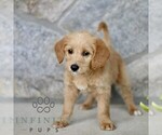 Small #2 Miniature Labradoodle