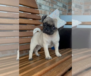 Pug Puppy for sale in BEECH GROVE, IN, USA