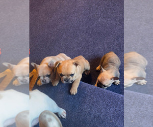 French Bulldog Puppy for sale in CHESAPEAKE, VA, USA