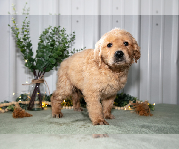 Medium Photo #1 Golden Retriever Puppy For Sale in HOLMESVILLE, OH, USA