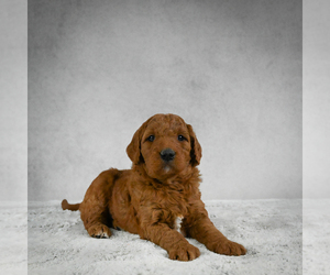 Goldendoodle Puppy for sale in FROSTPROOF, FL, USA