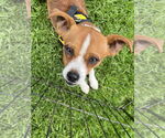 Small #3 Puggle