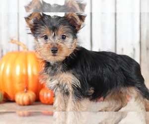 Yorkshire Terrier Puppy for sale in MOUNT VERNON, OH, USA