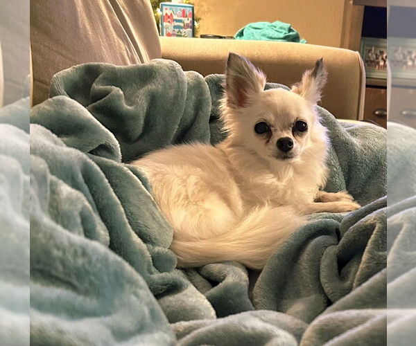 Medium Photo #5 Chihuahua Puppy For Sale in Plantation, FL, USA