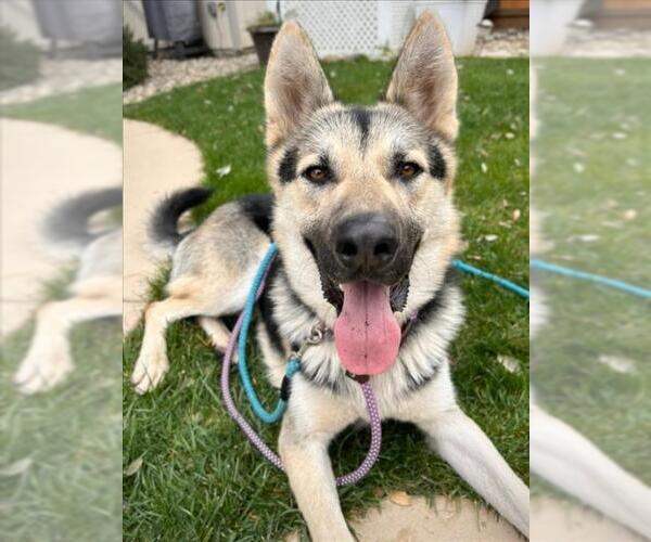 Medium Photo #1 German Shepherd Dog Puppy For Sale in Woodland, CA, USA