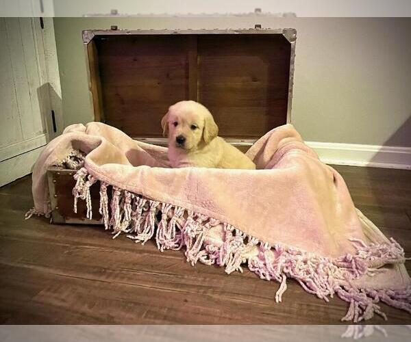 Medium Photo #1 Golden Retriever Puppy For Sale in VINE GROVE, KY, USA