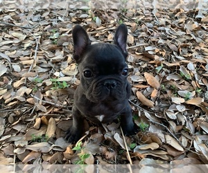 French Bulldog Puppy for sale in HOUSTON, TX, USA