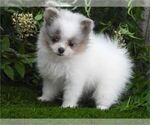 Small #1 Pomeranian