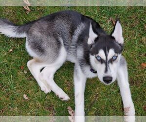Siberian Husky Puppy for sale in FARMINGTN HLS, MI, USA