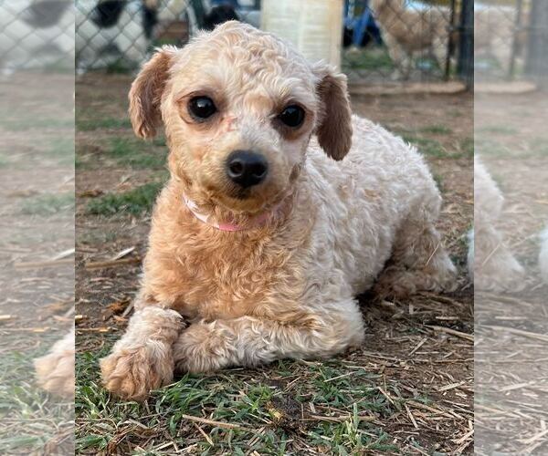 Medium Photo #2 Poodle (Toy) Puppy For Sale in Pacolet, SC, USA
