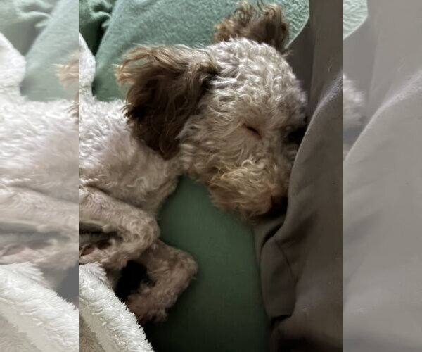 Medium Photo #4 Poodle (Miniature) Puppy For Sale in Holly Springs, NC, USA