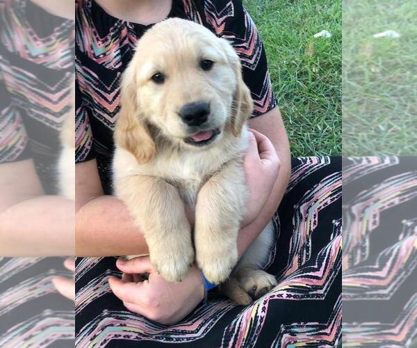 Medium Photo #1 Golden Retriever Puppy For Sale in NORWOOD, MO, USA