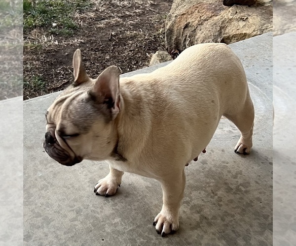 Medium Photo #1 French Bulldog Puppy For Sale in BOLIVAR, MO, USA