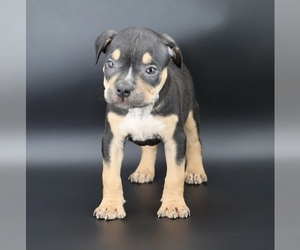 American Bully Puppy for sale in CHAMPAIGN, IL, USA