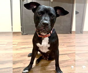 American Pit Bull Terrier-Staffordshire Bull Terrier Mix Dogs for adoption in Cave Creek, AZ, USA