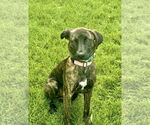 Small #2 Labrador Retriever Mix