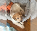 Small #4 Mutt