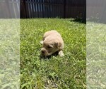 Small #5 Golden Retriever