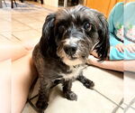 Small Mutt