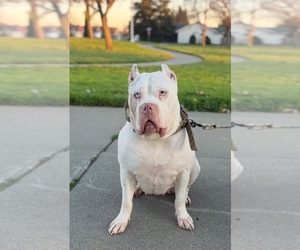 Mother of the American Bully puppies born on 04/10/2026