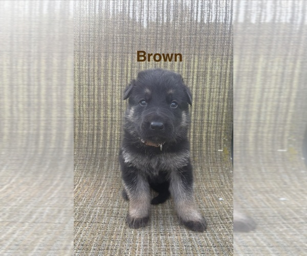 Medium Photo #2 German Shepherd Dog Puppy For Sale in SUMPTER TWP, MI, USA