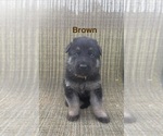 Small Photo #11 German Shepherd Dog Puppy For Sale in SUMPTER TWP, MI, USA