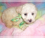 Small #2 Poodle (Toy)