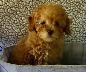 Poodle (Toy) Puppy for Sale in BLOUNTVILLE, Tennessee USA