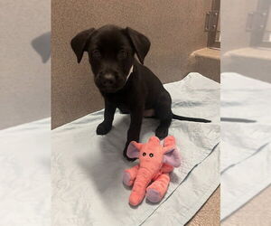 Australian Kelpie-Unknown Mix Dogs for adoption in Rancho Cucamonga, CA, USA