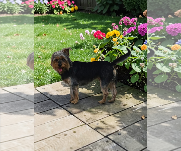 Medium Photo #6 Mutt Puppy For Sale in McKinney, TX, USA