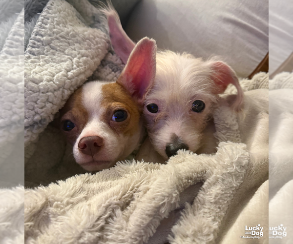 Medium Photo #4 Chihuahua-Unknown Mix Puppy For Sale in Washington, DC, USA