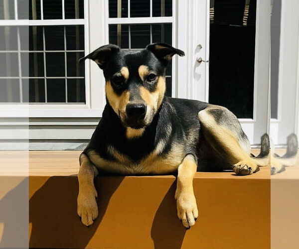 Medium Photo #2 Mutt Puppy For Sale in Germantown, OH, USA