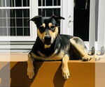 Small #1 Mutt