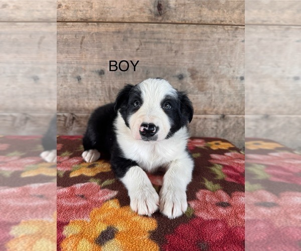Medium Photo #2 Border Collie Puppy For Sale in VERMONTVILLE, MI, USA