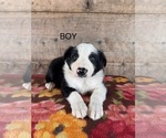 Small #1 Border Collie