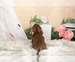 Small Photo #7 Dachshund Puppy For Sale in WARSAW, IN, USA