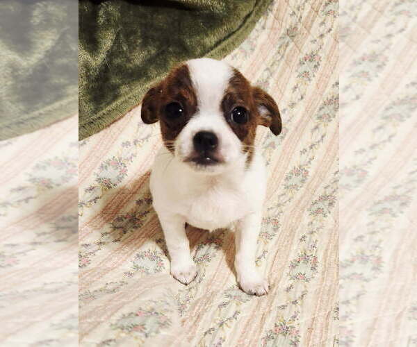 Medium Photo #5 Chihuahua Puppy For Sale in MOUNT AIRY, NC, USA