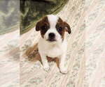 Small #4 Chihuahua