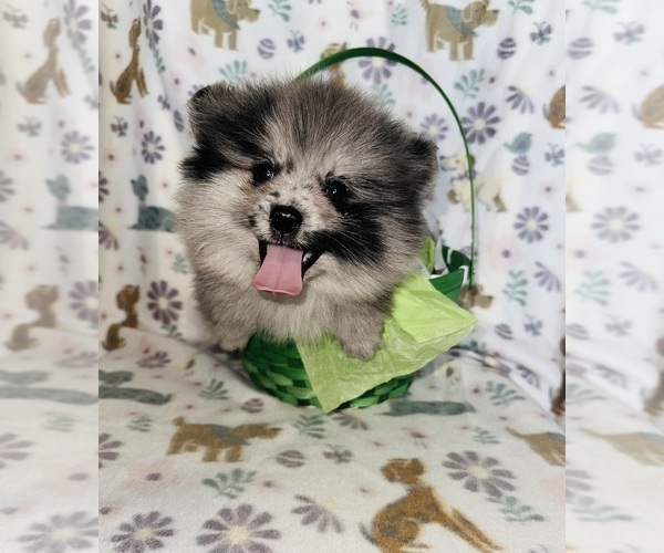 Medium Photo #5 Pomeranian Puppy For Sale in BAKERSFIELD, CA, USA