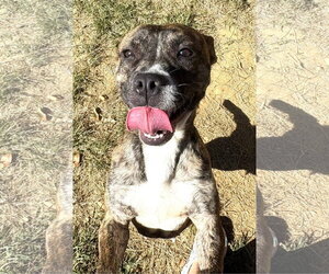 261514  Bernice - Female Mutt Dog for Adoption - Photo #2