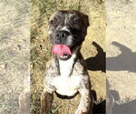 Small Photo #2 Mutt Puppy For Sale in Wetumpka, AL, USA