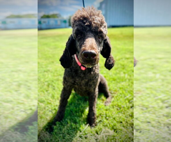 Medium Photo #3 Poodle (Standard) Puppy For Sale in Pacolet, SC, USA