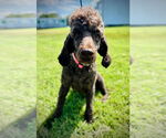 Small #2 Poodle (Standard)