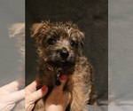 Small #1 Cairn Terrier