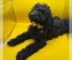 Puppy Puppy 5 Poodle (Miniature)