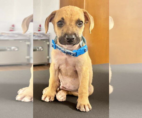 Medium Photo #1 Labrador Retriever-Unknown Mix Puppy For Sale in Jefferson, NJ, USA