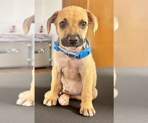 Labrador Retriever-Unknown Mix Dogs for adoption in Jefferson, NJ, USA