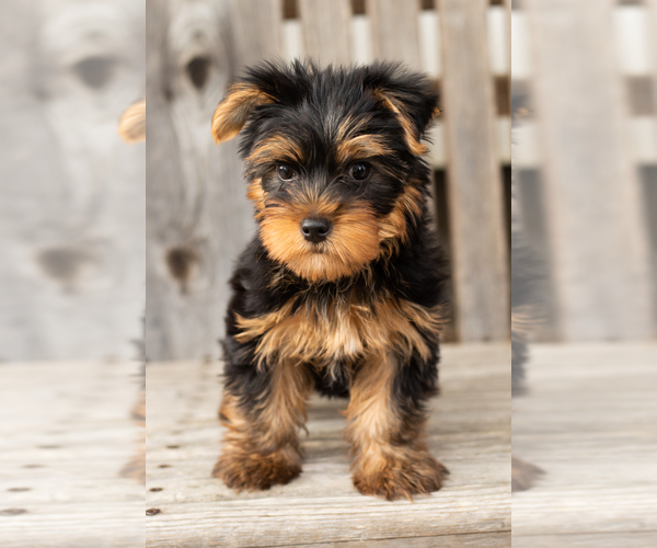 Medium Photo #5 Yorkshire Terrier Puppy For Sale in NAPPANEE, IN, USA
