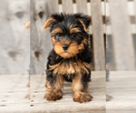 Small #4 Yorkshire Terrier